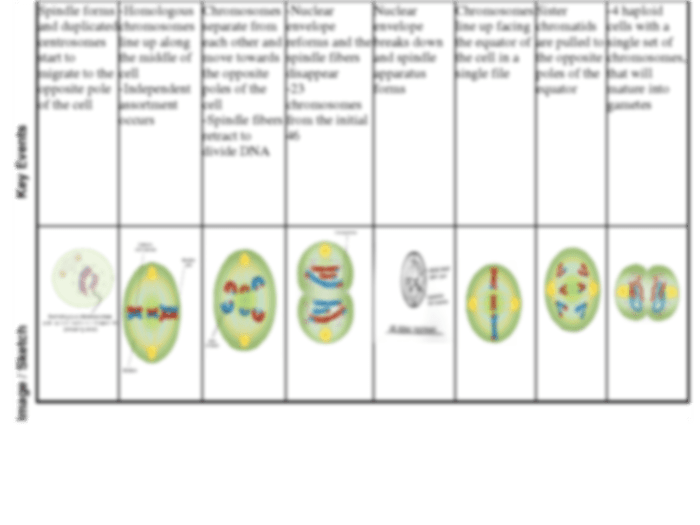 Cell graphic organizer answer key pdf