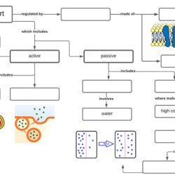 Worksheet organelles cell cells pdf structure processes organelle worksheeto via