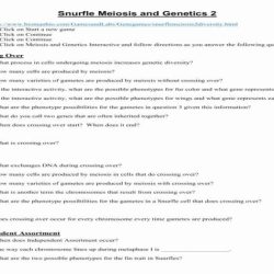 Meiosis worksheet vocabulary answer key