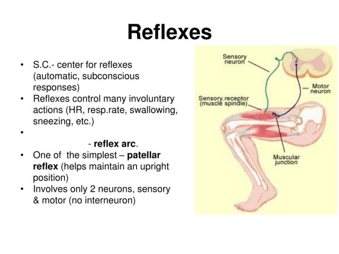 Exercise 16 human reflex physiology