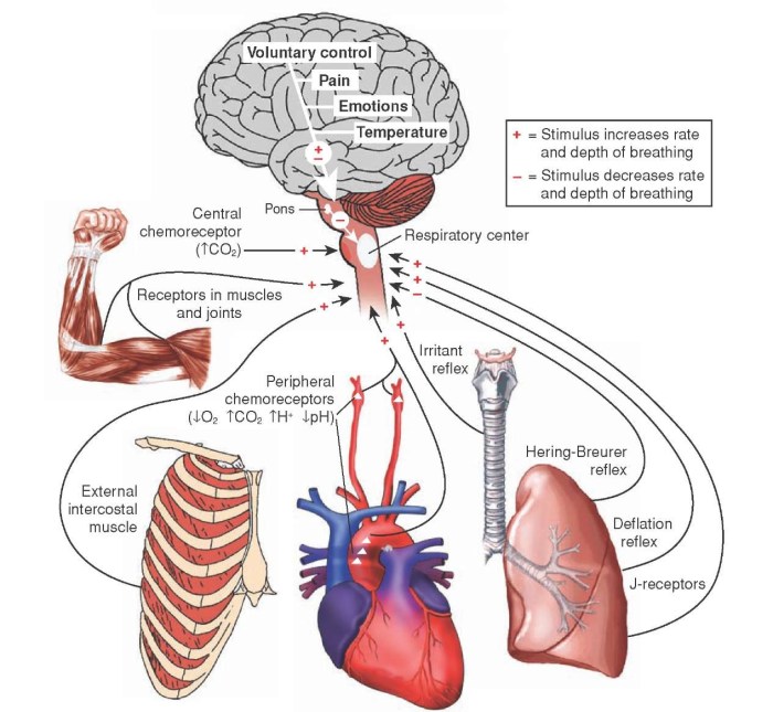 Exercise 16 human reflex physiology