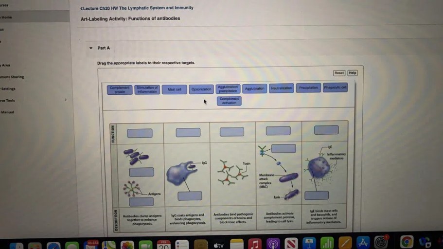 Art labeling activity functions of antibodies