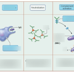 Art labeling activity functions of antibodies