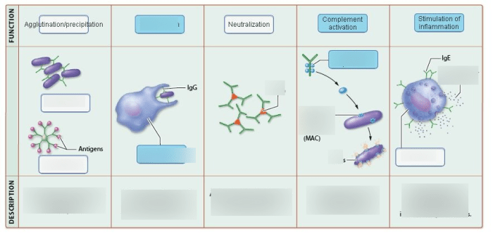 Art labeling activity functions of antibodies